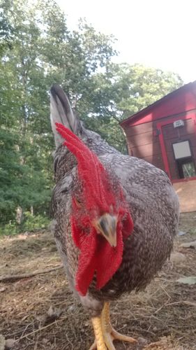 Customer photo review of GrubTerra Dried Larvae