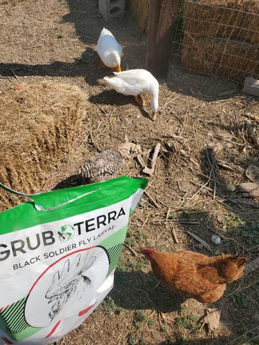 Customer photo review of GrubTerra Dried Larvae