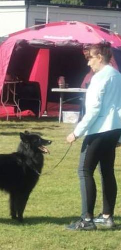 Customer photo review of Walk With Your Belgian Shepherd - Sneakers V1