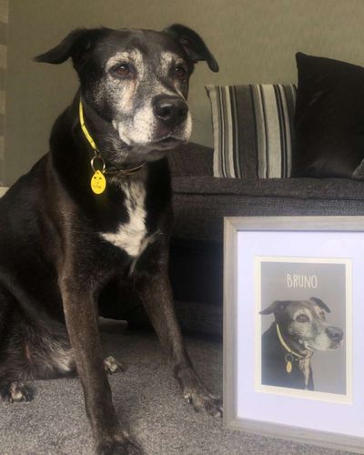Customer photo review of Classic - Custom Pet Portrait
