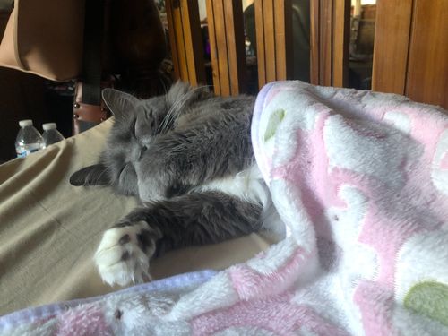 Customer photo review of 1 Pack 3 Pet Dog Blankets