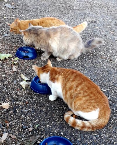 Avis photo d'un client sur Croquettes Chat Stérilisé Sans Céréales - Poulet