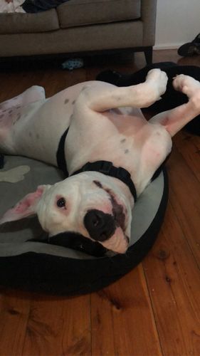 Customer photo review of Ruff Skin Salvation - Skin repair balm for dogs