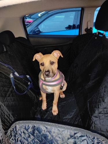 Customer photo review of Capa protetora para seu carro