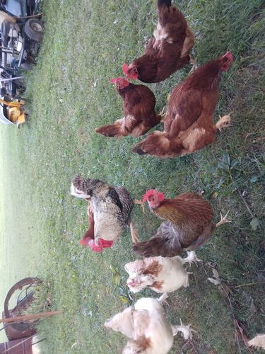 Customer photo review of GrubTerra Dried Larvae