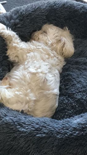 Customer photo review of Furbed - Cama Relajante Para Perro