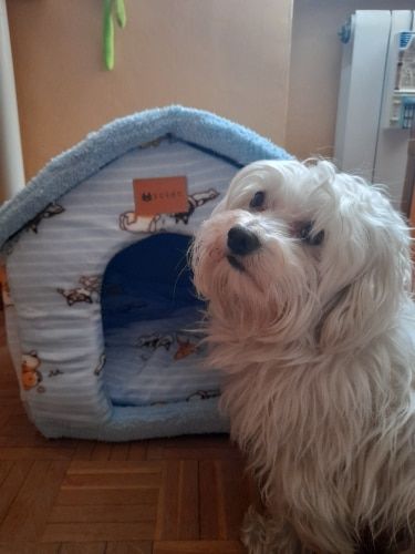 Customer photo review of Niche Mignonne pour Chats et Chiens