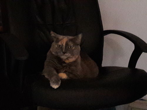 Avis photo d'un client sur Croquettes Chat Stérilisé Sans Céréales - Poulet