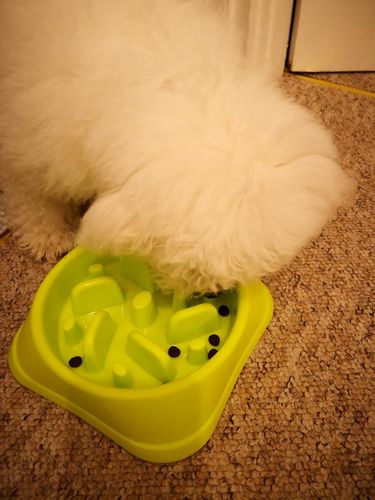 Customer photo review of Slow Feeder Dog Bowls