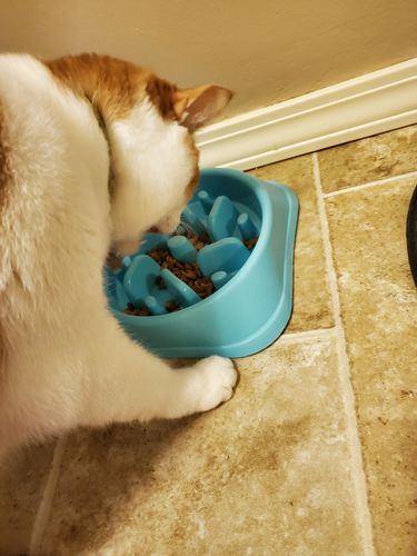 Customer photo review of Slow Feeder Dog Bowls