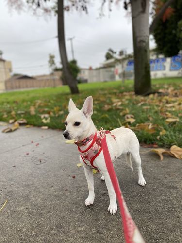 Customer photo review of Adding a Matching Dog Harness