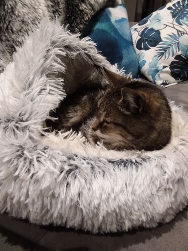 Customer photo review of Calming Pet Cave