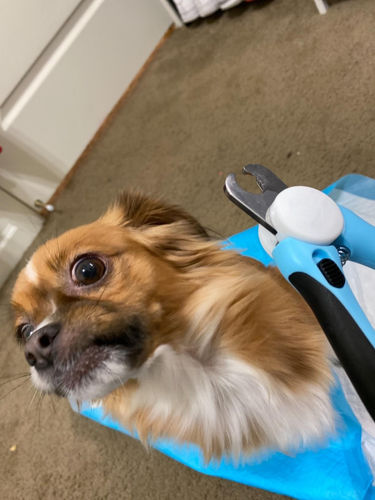 Customer photo review of Dog Nail Clippers
