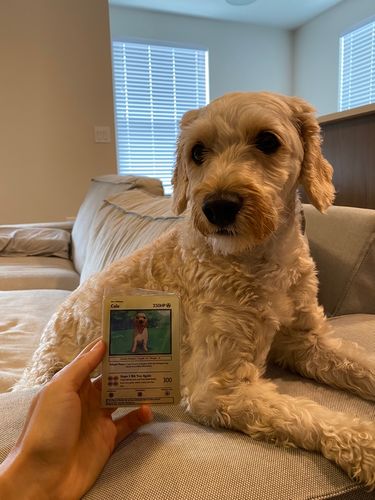 Customer photo review of Pokepet Metal Card