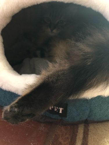Customer photo review of Cama / Toca para Gatos - Macia e Muito Confortável