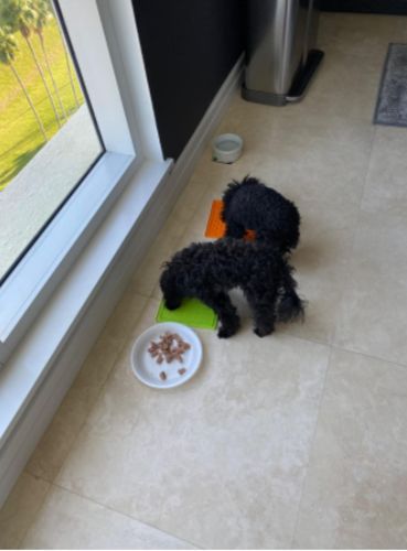 Customer photo review of The Pet-Tamer™