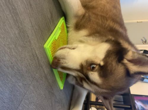 Customer photo review of The Pet-Tamer™