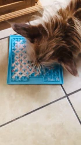 Customer photo review of The Pet-Tamer™