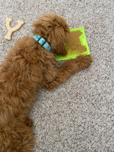 Customer photo review of The Pet-Tamer™