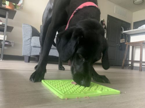 Customer photo review of The Pet-Tamer™
