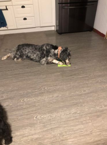 Customer photo review of The Pet-Tamer™
