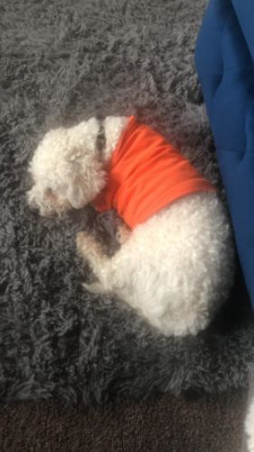 Customer photo review of The Pet-Tamer™