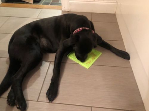 Customer photo review of The Pet-Tamer™
