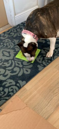 Customer photo review of The Pet-Tamer™