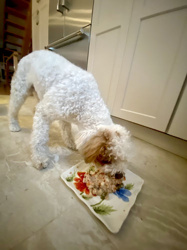 Customer photo review of Wally’s Salmon N’ Rice Meal Pouch Auto renew