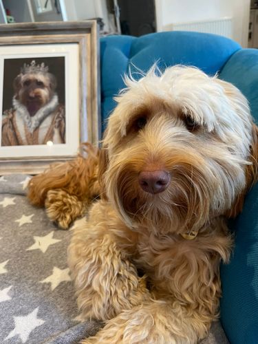 Customer photo review of The Princess - Custom Vintage Pet Portrait