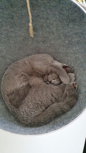 Customer photo review of Furrytail Boss Cat Bed, Elevated Cat Chair