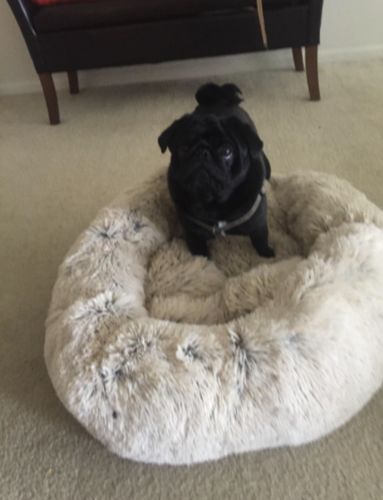 Customer photo review of Removable Cover Premium Calming Dog bed