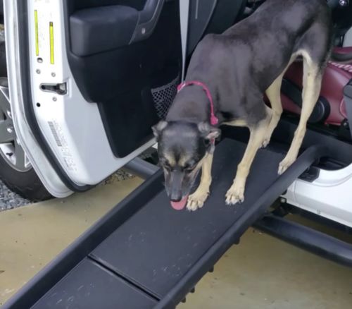 Customer photo review of Portable Folding Car Pet Ramp