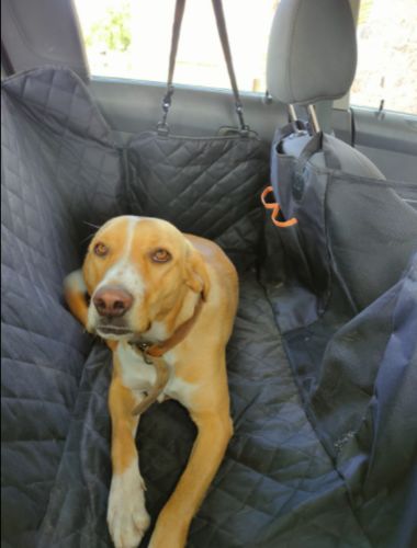 Customer photo review of Dog Back Seat Cover + FREE Dog Seat Belt Buckle
