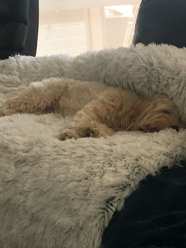 Customer photo review of Calming Couch Bed