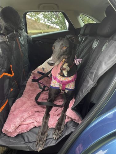 Customer photo review of Dog Back Seat Cover + FREE Dog Seat Belt Buckle