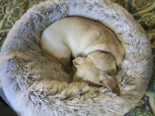 Customer photo review of Removable Cover Premium Calming Dog bed