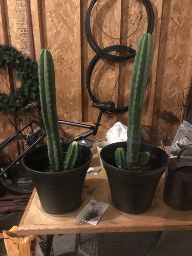 Customer photo review of San Pedro Cactus | Echinopsis pachanoi
