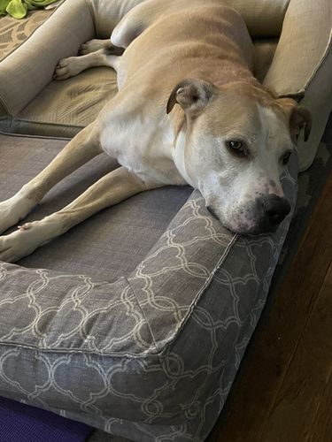 Customer photo review of Pet Tincture 500mg Isolate CBD
