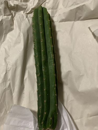 Customer photo review of San Pedro Cactus Cuttings | Echinopsis pachanoi Cuttings