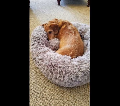 Customer photo review of Super Soft & Fluffy Calming Dog Bed