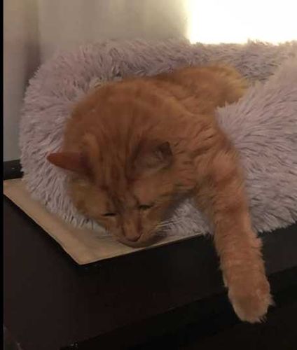 Customer photo review of Super Soft & Fluffy Calming Dog Bed