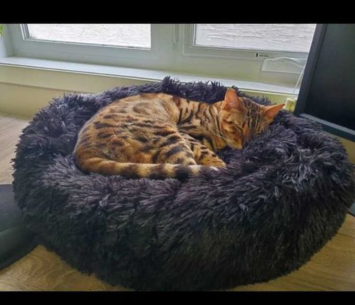 Customer photo review of Super Soft & Fluffy Calming Dog Bed