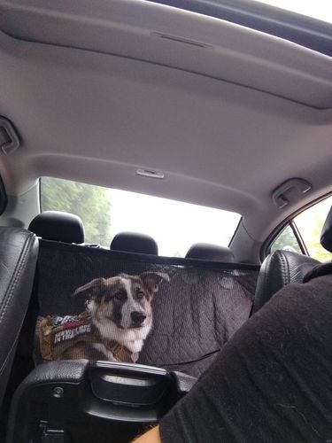Customer photo review of Dog Back Seat Cover + FREE Dog Seat Belt Buckle