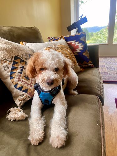 Customer photo review of Wally’s Salmon N’ Rice Meal Pouch Auto renew