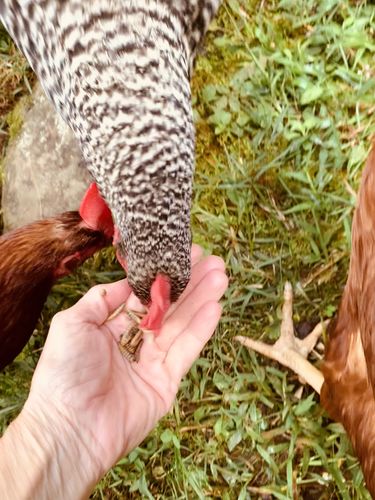 Customer photo review of GrubTerra Dried Larvae