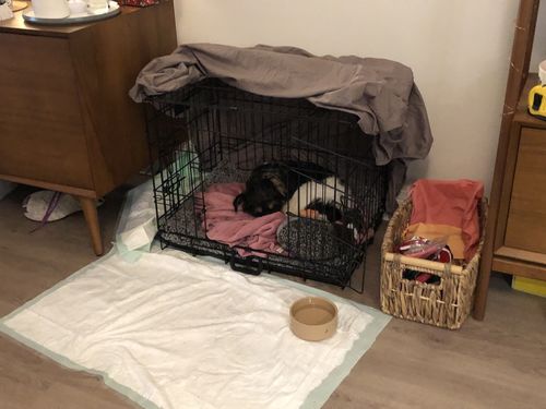 Customer photo review of Dog Crate, Heavy Duty Dog Cage With 2 Doors