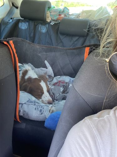 Customer photo review of Dog Back Seat Cover + FREE Dog Seat Belt Buckle