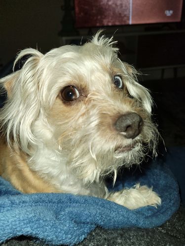 Customer photo review of CBD Pet Treats
