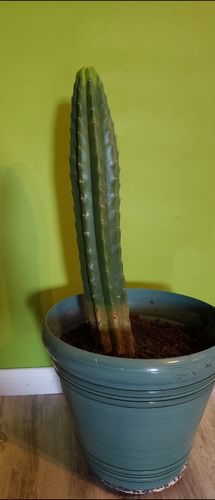 Customer photo review of San Pedro Cactus | Echinopsis pachanoi